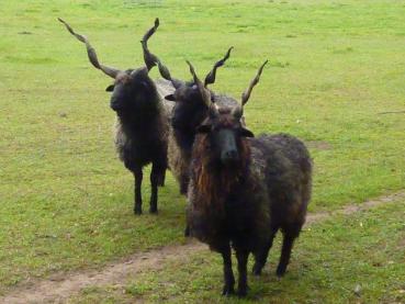 Preview: Spende 40€ Rohwolle Zackelschafe