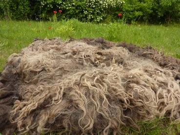 Preview: Spende 40€ Rohwolle Zackelschafe