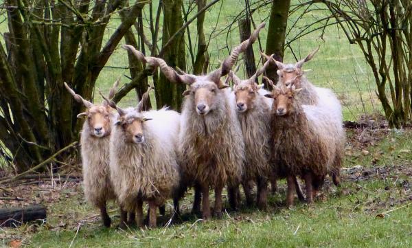 Spende 40€ Rohwolle Zackelschafe