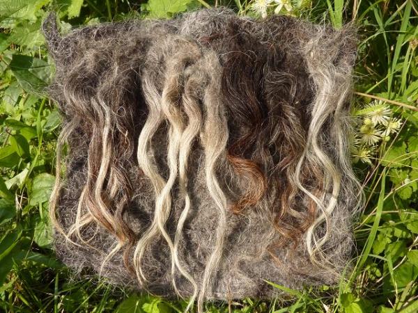 Spende 40€ Rohwolle Zackelschafe